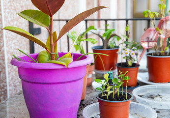Plant care during replanting, space for text