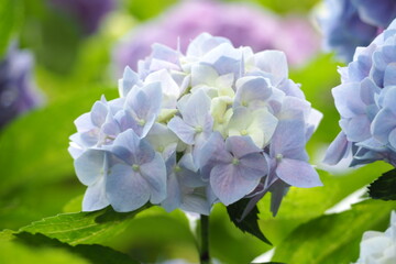 植物　風景　花　公園