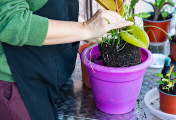 repotting houseplant with exposed root system
