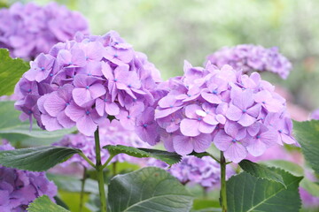 植物　風景　花　公園