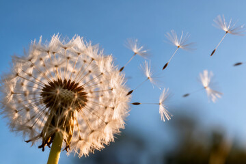 Dandelion Seeds Floating in Blue Sky with Warm Light by generative AI technology