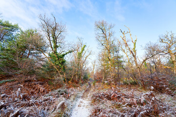 Fototapeta premium Snow on the GR1 long-distance hiking trail in the Cuvier-Châtillon rock. Fontainebleau forest. 