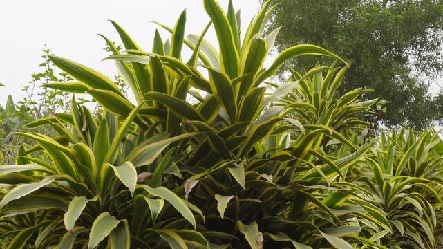 Dracaena fragrans Lemon Lime or Dracaena reflexa Song of India