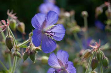 Close-Up of Blue Geranium Flowers in Bloom