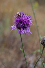 Bee on Purple Thistle Flower