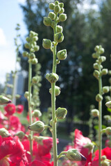Close-Up of Red Hollyhock Flower