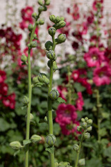 Close-Up of Red Hollyhock Flower