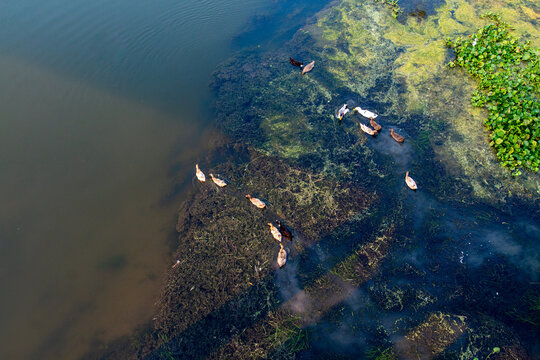 Ducks swimming in a vibrant pond with lush green aquatic plants and clear blue water, captured from an overhead aerial perspective on a sunny day