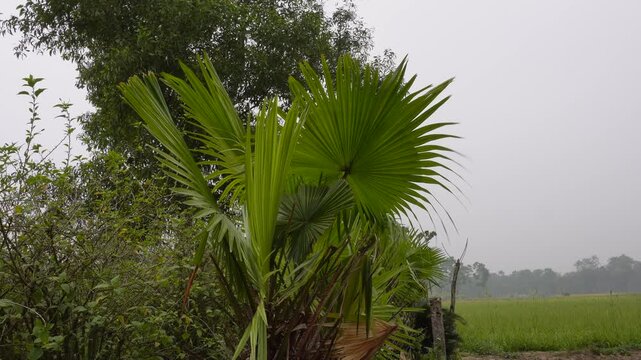 Palmyra palm single-stemmed evergreen palm tree with large, fan-like leaves