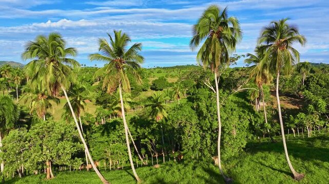 Beautiful aerial view of lush palm trees and mountains during the daytime. Lush green tropical forests with variable palms and rich foliage. Green tropical landscape.