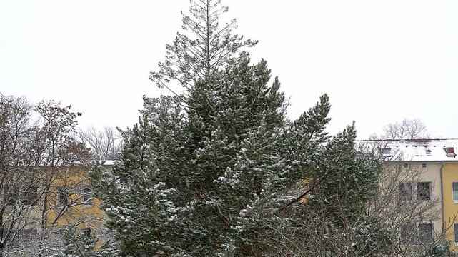 A tall evergreen pine tree covered in fresh snow against a background of city buildings and a grey winter sky. The shot captures a peaceful winter morning in a residential district. Light snow dusts t