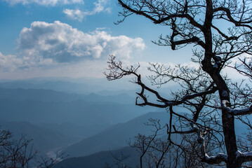 고목과 깊은 산맥