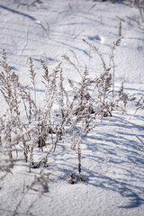 눈과 얼음으로 뒤덮힌 풀들