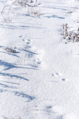 하얀 눈밭에 찍힌 발자욱
