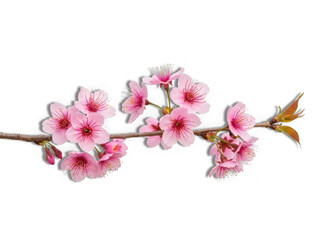 Fototapeta premium Blossoming cherry branch in soft pink