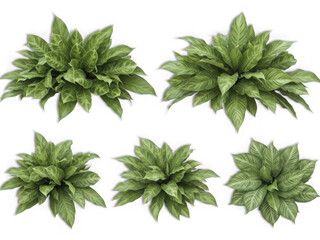 Vibrant green leaf clusters in circular arrangement