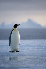 Fototapeta premium Close-up portrait of an emperor penguin against icy horizon