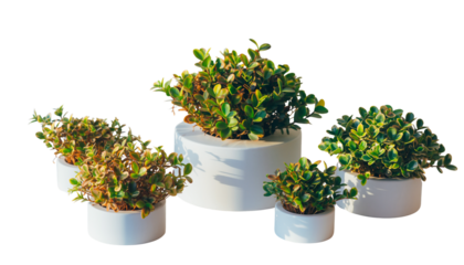Four small potted plants with green and yellow leaves are arranged on a white surface in varying sizes and shapes on white background PNG