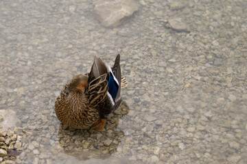 A female mallard duck enjoys a quiet moment of rest on the edge of a lake.