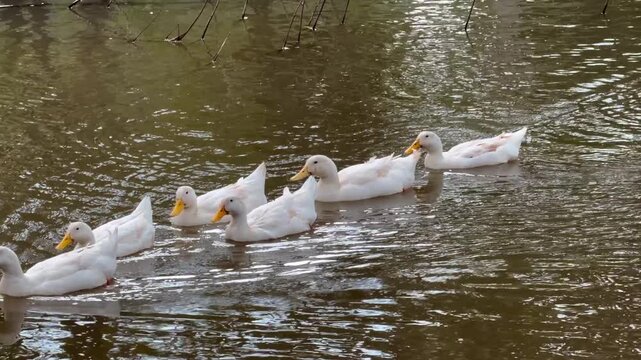 group of white duck swimming on a rural pond