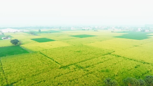 Aerial view of cultivated fields displaying a vibrant mosaic of yellow crops and green patches under a hazy sky, Alwar, Rajasthan, India.