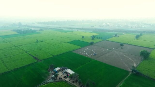 Aerial view of lush green agricultural fields, contrasting beautifully with the brown soil, creating a vibrant patchwork of textures and tones, Alwar, Rajasthan, India.