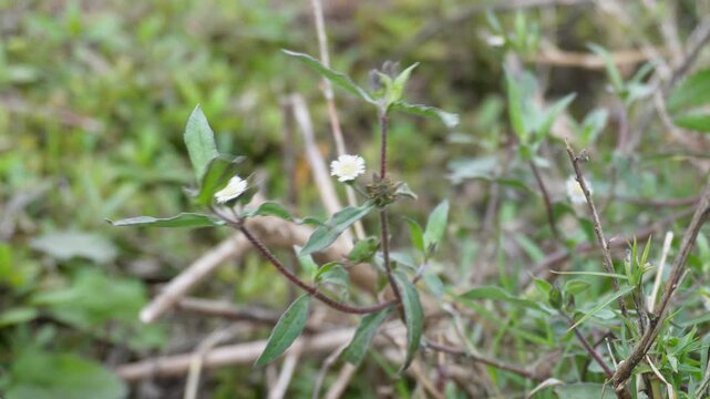 Eclipta prostrata or bhringraj false daisy plant flower