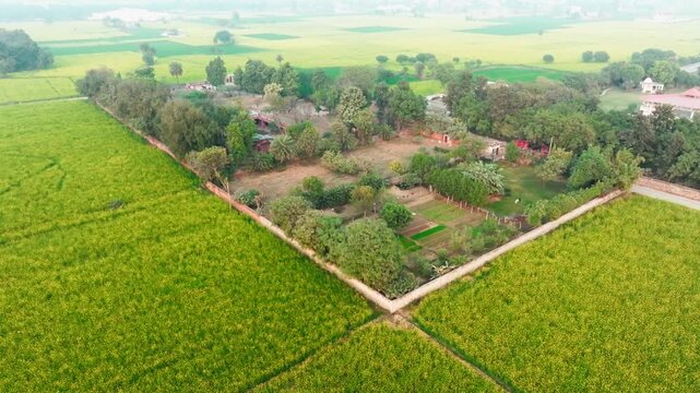 Aerial view of a building with a pool embraced by lush trees, set against a backdrop of vibrant green fields, creating a serene oasis, Alwar, Rajasthan, India.