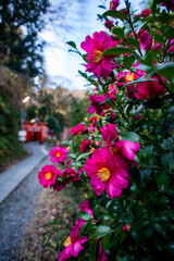 鎌倉251231　佐助稲荷神社2　椿