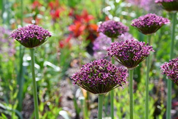 Allium in garden. Violet flowers.