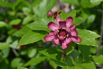 Calycanthus, dark red or violet  flowers of tree in garden.