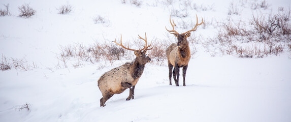 A deer in the mountains in winter with falling snow. Close-up of red deer against a snowy backdrop....
