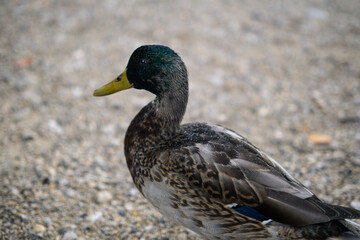 Obraz premium A detailed profile shot of a drake mallard standing on a gravel path during a rainy day.