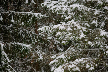 A multitude of coniferous trees are laden with freshly fallen snow, their dark green needles peeking through the white blanket in a Winter forest setting