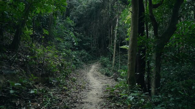 Empty dirt pathway winds through dense tropical jungle forest in Ranong with no people present