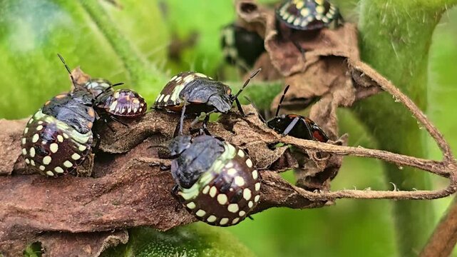 Close-up of spotted stink bug nymphs resting on a dry leaf, with one insect moving slightly while surrounding vegetation sways gently in the wind.