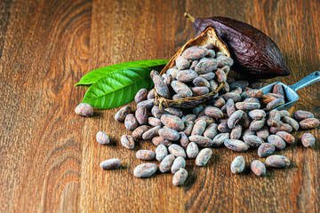 Cocoa beans, organic cacao bean or dried cocoa beans and cacao pod on brown background
