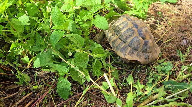 Medium close-up of a land tortoise moving through grass and nettles, briefly changing direction before walking out of the frame at a steady pace.