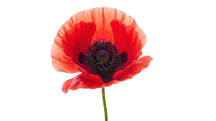 Single vibrant red poppy flower with dark center and green stem against a black background bloom blossom