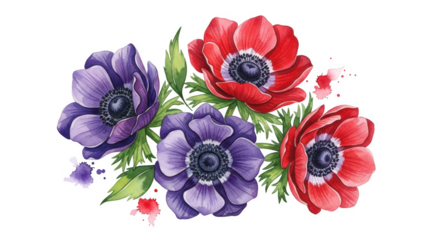 Watercolor red and purple anemone flowers with green leaves and paint splatters on black background floral