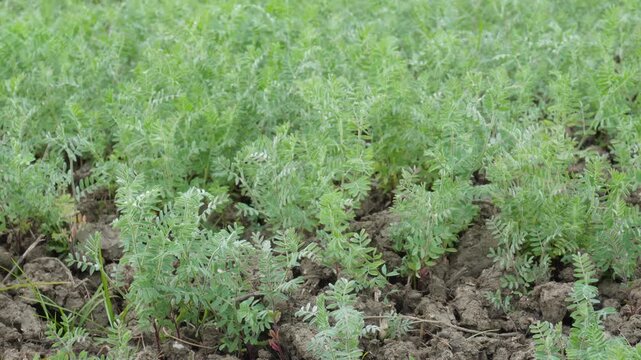 lush green field of leafy chickpea plants