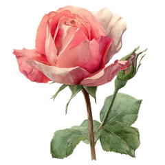 Fototapeta premium Watercolor pink rose with green leaves and bud illustration, perfect for floral designs