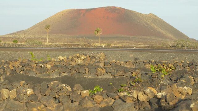 Volcanic hill towers above uniquely shaped vineyard with vines growing in black soil within round stone walls. Traditional desert farming method typical for Canary Islands with dry and windy climate.