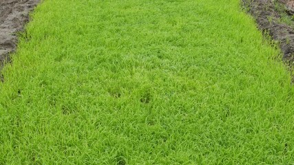 lush patch of green grass, likely a lawn or a rice field in its early growth stage
