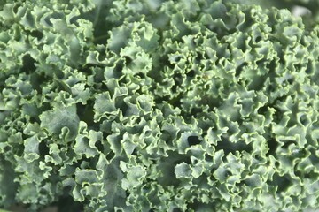 fresh green Curly Kale vegetable salad with drop of water arranging on plate
