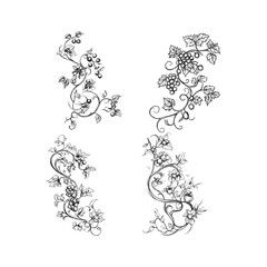 Vintage hand drawn engraving of ornate grape vines with clusters of fruit and decorative swirling leaves.