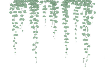 Lush green hanging plant vines framing top, decorative foliage dropping down, transparent background botanical element