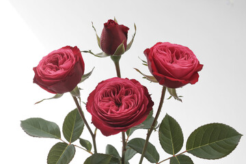 Naklejka premium A high-resolution photograph of a single red rose stem against a pure white background.