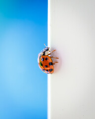 Ladybird on a window frame 