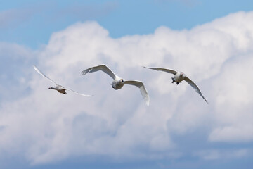 青空を優雅に飛ぶ白鳥